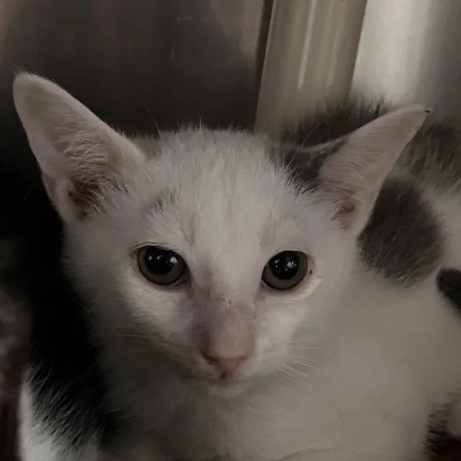 A baby small-sized male White Domestic Short Hair cat named Rainbow for adoption in Marshall, VA