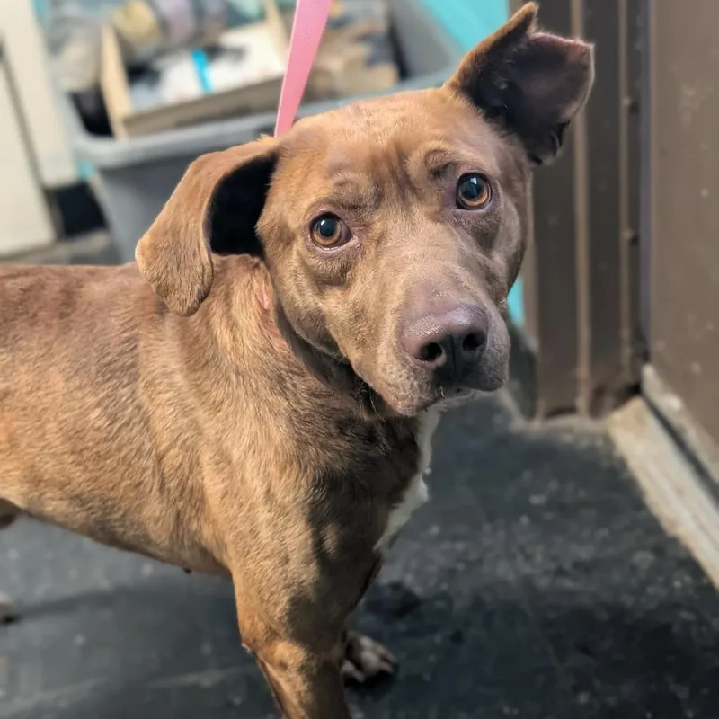 An adult medium-sized male Brown / Chocolate Chocolate Labrador Retriever dog named Flip for adoption in Berkeley Springs, WV
