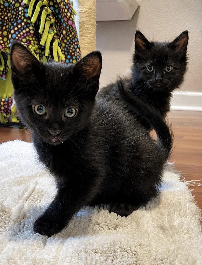 A young small-sized male Black Domestic Short Hair cat named Peri for adoption in Aurora, CO