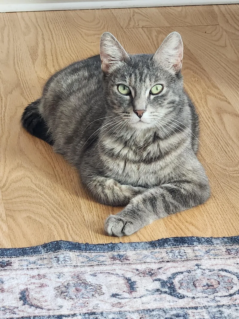 A young large-sized female Domestic Short Hair cat named Nonnie for adoption in Rio Linda, CA
