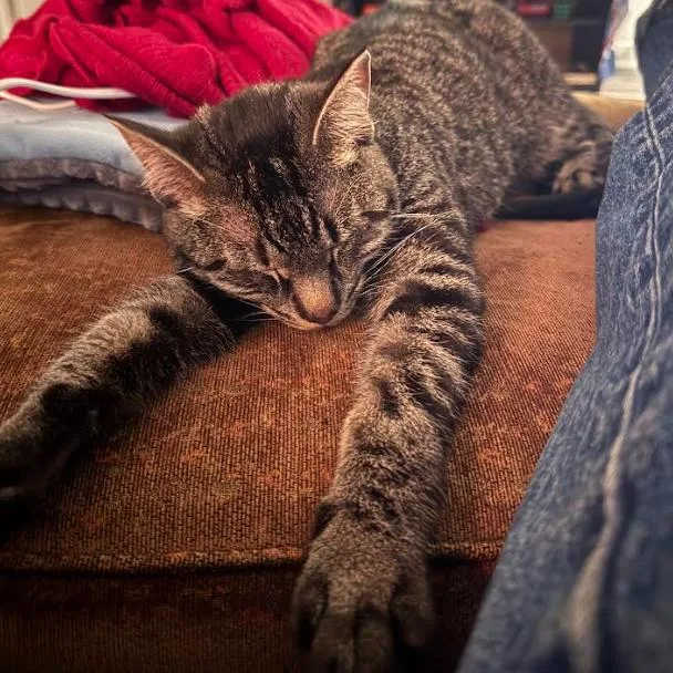 A young medium-sized male Tabby (Brown / Chocolate) Domestic Short Hair cat named Paladin for adoption in Evanston, IL