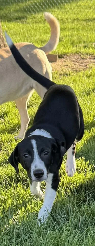 A baby medium-sized male Black English Pointer dog named Fox for adoption in Lincoln, NE