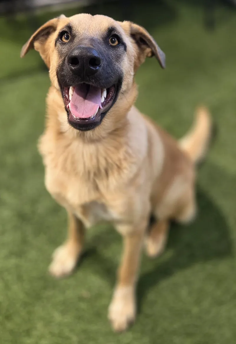 A young medium-sized female Shepherd dog named Winnie Sanderson for adoption in Racine, WI