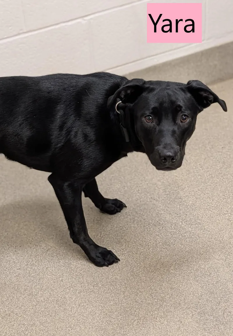 A young medium-sized female Black Labrador Retriever dog named Yara for adoption in Mount Vernon, OH