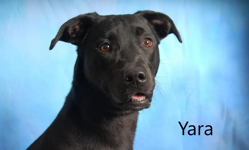 Yara thumbnail 2
