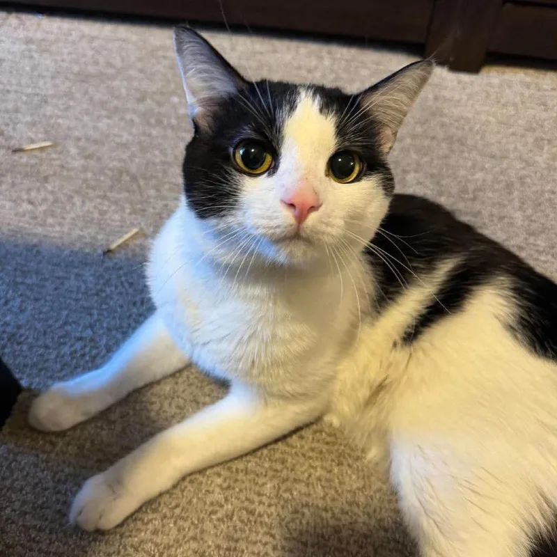 An adult small-sized male White Domestic Short Hair cat named Lolito Novack for adoption in Eagle Mountain, UT