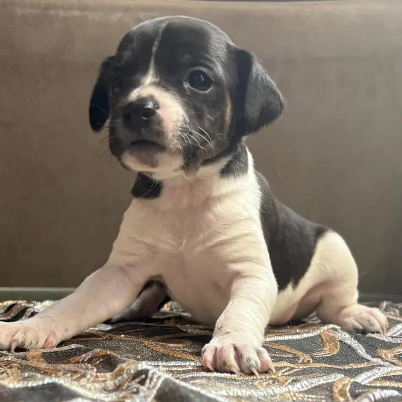 A baby small-sized female Black Chihuahua dog named Harley for adoption in Manalapan, NJ