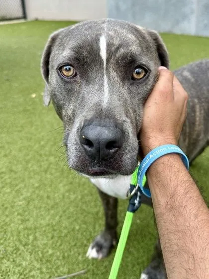 An adult large-sized male Brindle Mixed Breed dog named Dowser for adoption in Wichita, KS