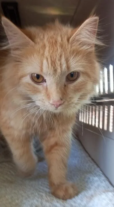 An adult medium-sized male Tabby (Orange / Red) American Bobtail cat named Purrcy Weasley for adoption in Cookeville, TN