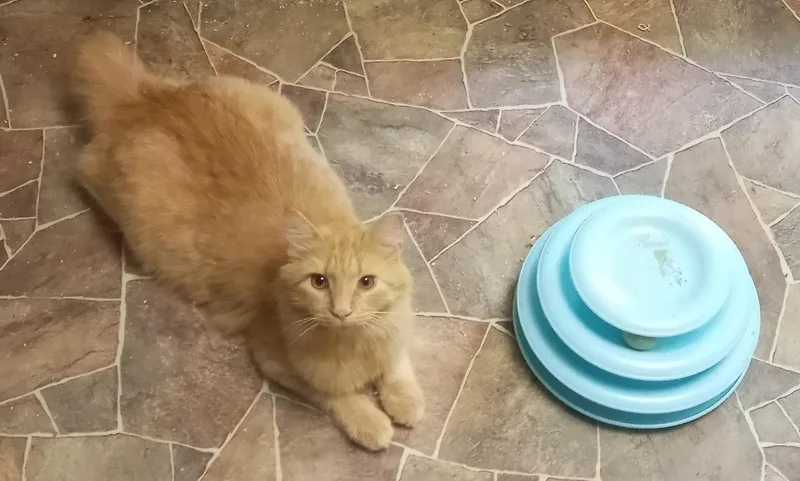 Purrcy Weasley thumbnail 2