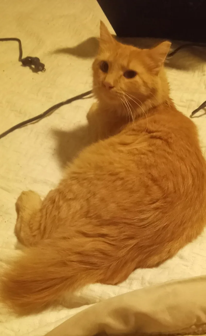 Purrcy Weasley thumbnail 3