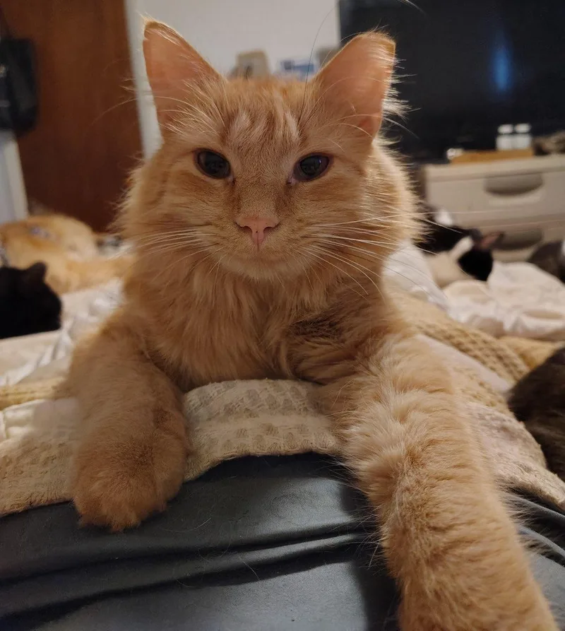 Purrcy Weasley thumbnail 4