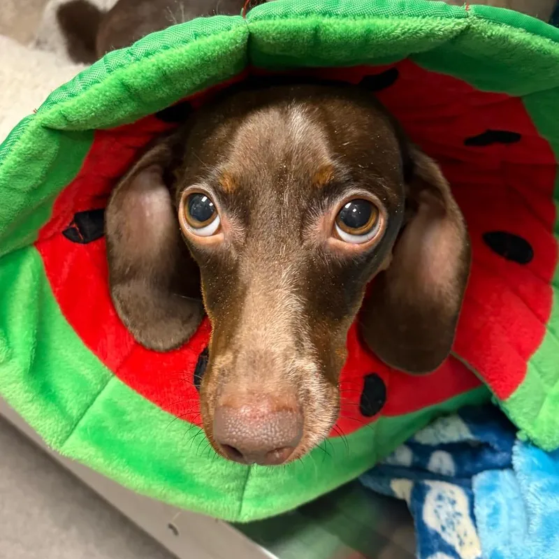 An adult small-sized female Brown / Chocolate Dachshund dog named Luna for adoption in Nashville, TN