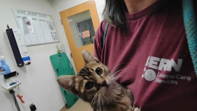 A baby small-sized male Domestic Short Hair cat named Karly for adoption in Albuquerque, NM