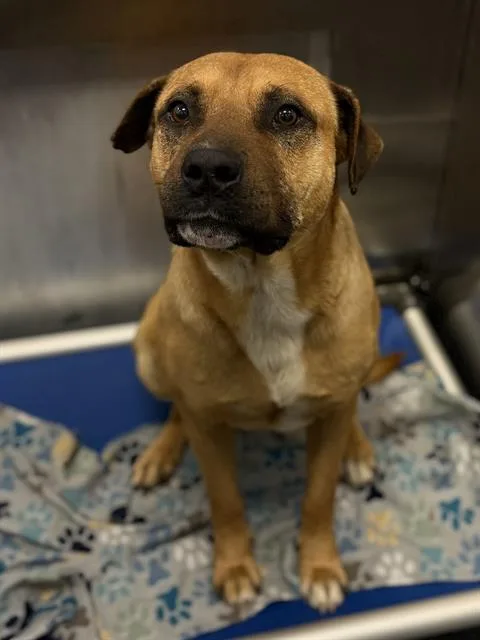 An adult large-sized male Mastiff dog named Rusty for adoption in Dallas, TX