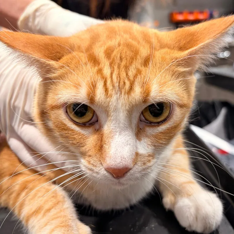 An adult extra large-sized male Domestic Short Hair cat named Krampus for adoption in Tampa, FL