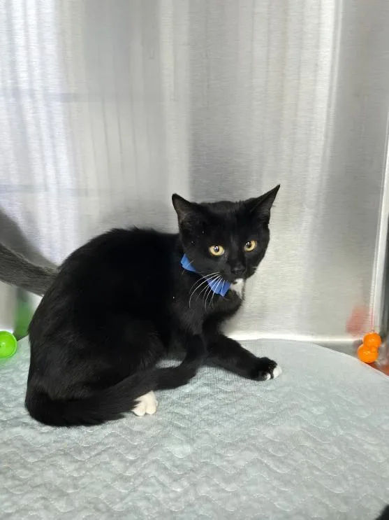 A young medium-sized male Domestic Short Hair cat named Mac for adoption in Mount Vernon, OH