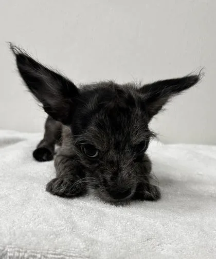 A young small-sized male Schnauzer dog named Tony for adoption in Phoenix, AZ