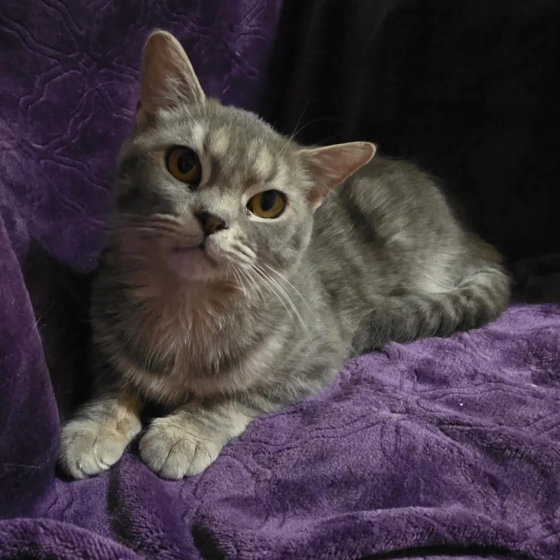 A young small-sized female Tabby (Gray / Blue / Silver) Domestic Short Hair cat named Chiquita for adoption in Bentonville, AR