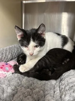 A baby medium-sized male Domestic Short Hair cat named Hobo Steve for adoption in Picayune, MS