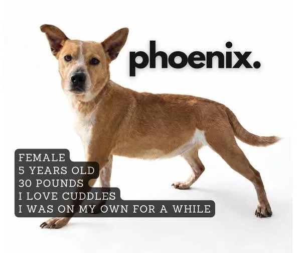 Phoenix