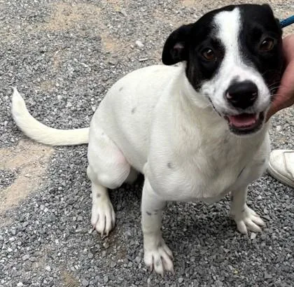 An adult medium-sized female Mixed Breed dog named Molly for adoption in Madison, NJ