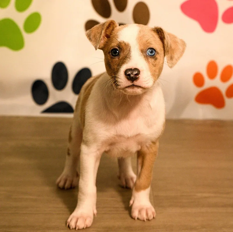A baby medium-sized female Australian Cattle Dog / Blue Heeler dog named Nessa for adoption in Brooklyn Center, MN