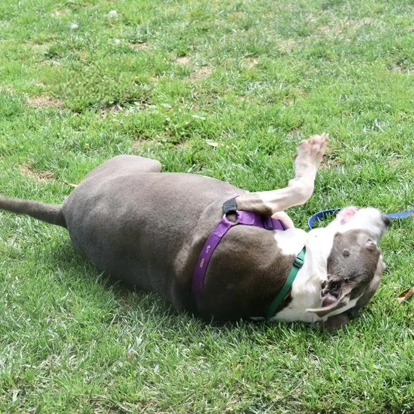 An adult large-sized female Pit Bull Terrier dog named Raine for adoption in Oakland, CA