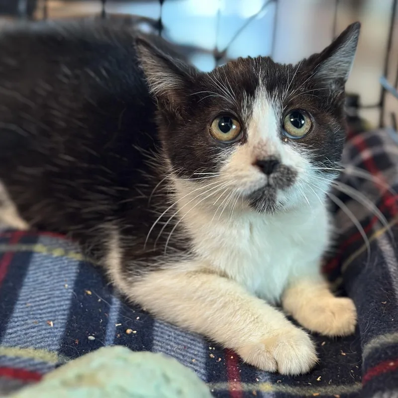 A baby small-sized female Black Domestic Short Hair cat named Pocky for adoption in Matteson, IL