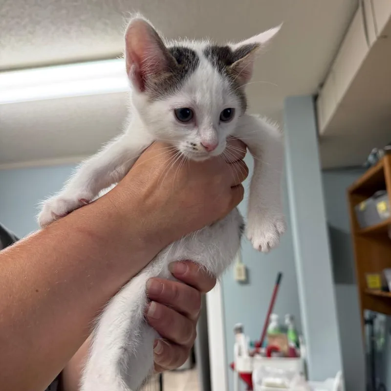 A baby small-sized male Gray / Blue / Silver Domestic Short Hair cat named Bobby for adoption in Johnson City, TN