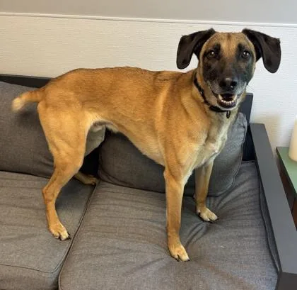 A senior medium-sized male Golden Mixed Breed dog named Andre for adoption in Lansing, MI