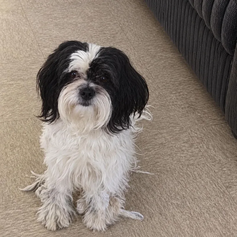 An adult small-sized female Shih Tzu dog named Chantel for adoption in East Saint Louis, IL