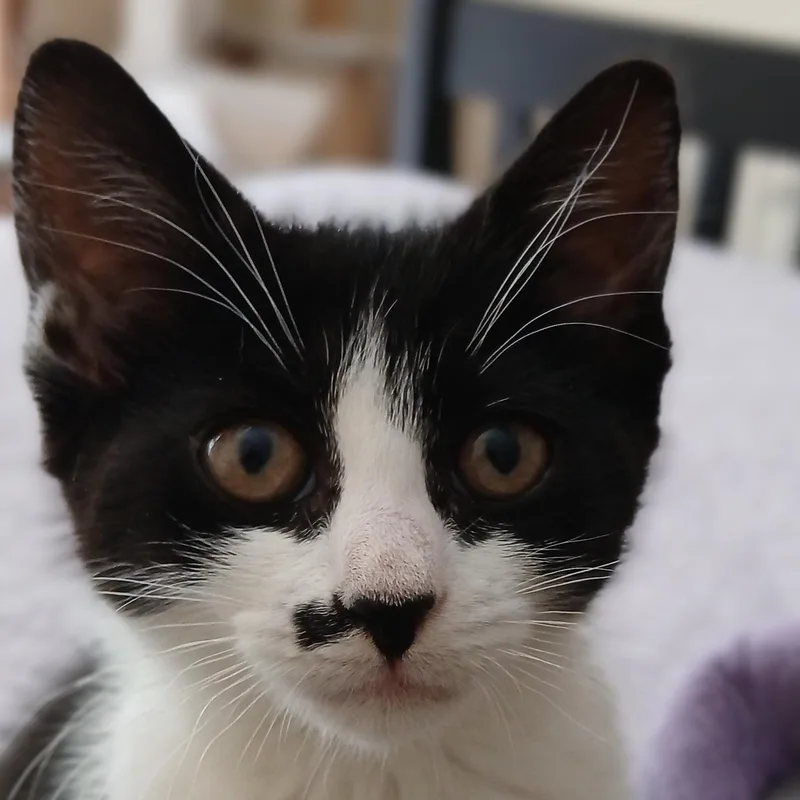 A baby medium-sized female Black & White / Tuxedo Domestic Short Hair cat named Keegan for adoption in Duluth, GA