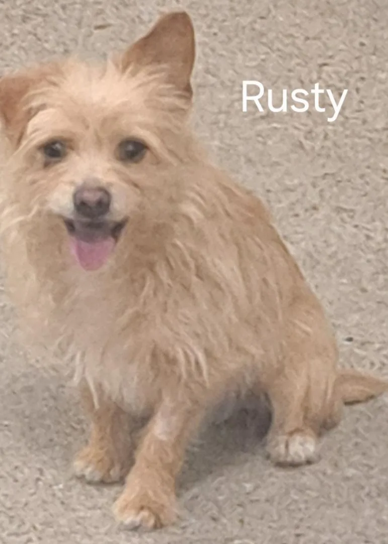 An adult small-sized male Red / Chestnut / Orange Terrier dog named Rusty for adoption in Burleson, TX