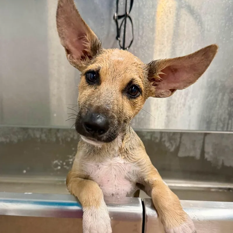 A baby medium-sized female Yellow / Tan / Blond / Fawn Shepherd dog named Miss Della for adoption in Traverse City, MI