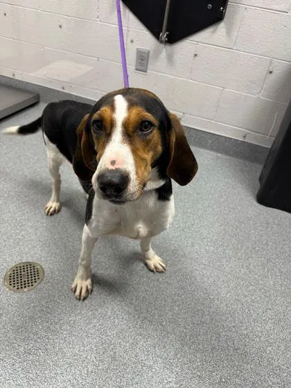 An adult large-sized female Mixed Breed dog named Fancee for adoption in Sevierville, TN