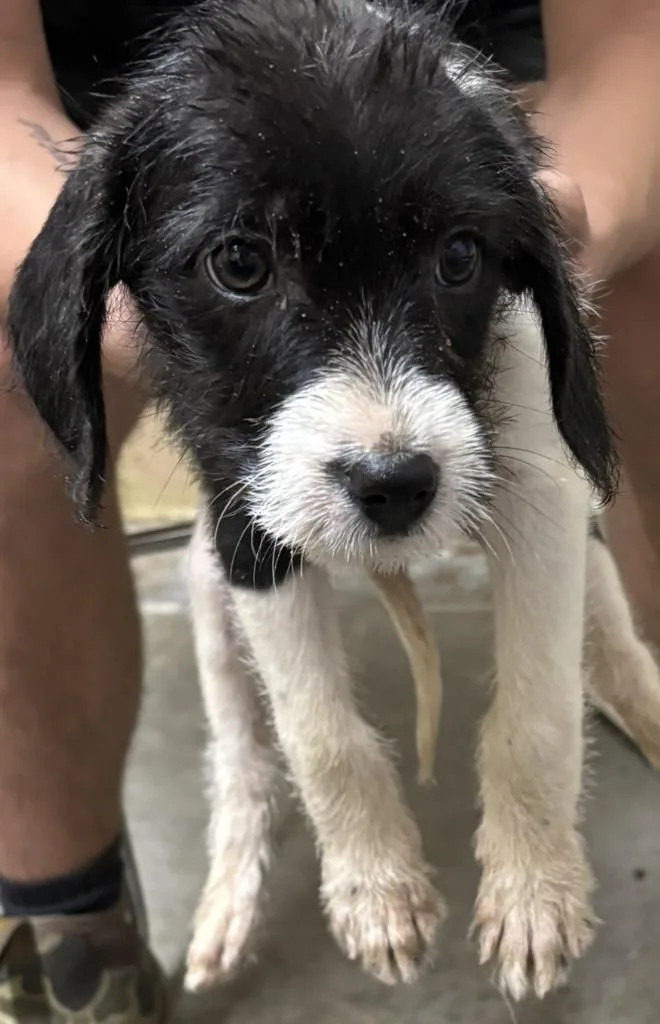 A baby medium-sized female German Wirehaired Pointer dog named Avery for adoption in Swainsboro, GA
