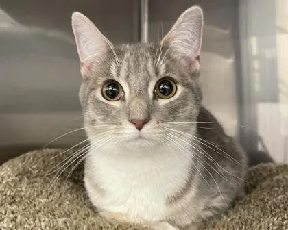 Princess Bubblegum thumbnail 2