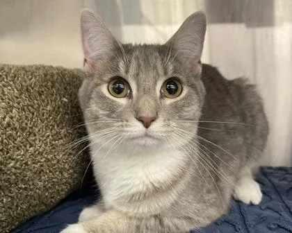 Princess Bubblegum thumbnail 3