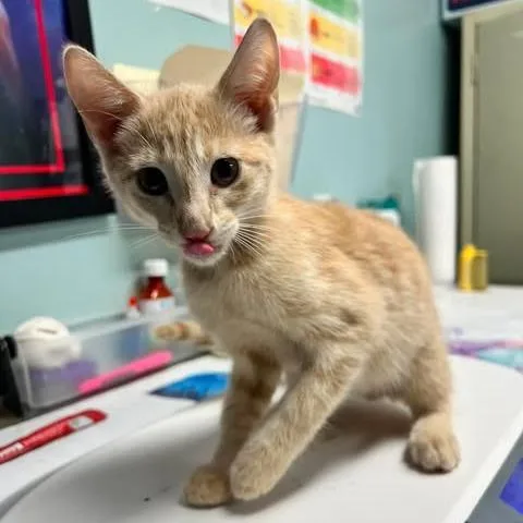 A baby medium-sized male Orange / Red Domestic Short Hair cat named Ronald for adoption in Edwardsville, IL