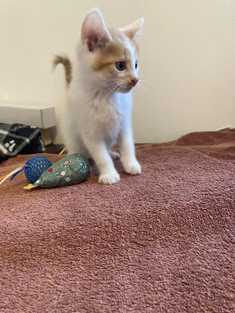 A baby small-sized male Orange & White Domestic Short Hair cat named Crown for adoption in New Cumberland, WV