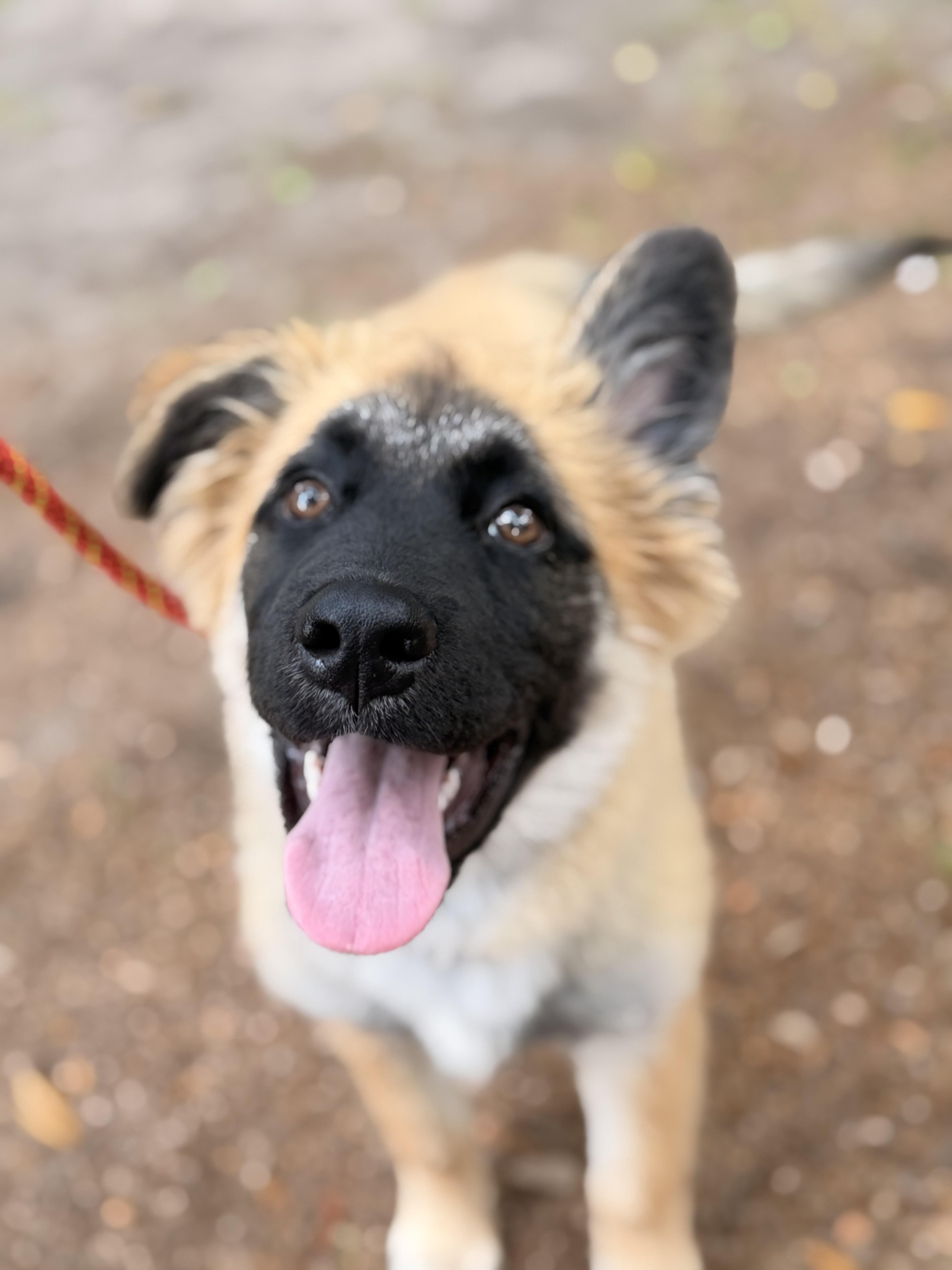A baby medium-sized male Belgian Shepherd / Malinois dog named Arley for adoption in Parrish, FL