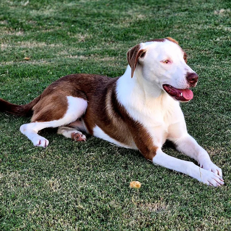 An adult large-sized female Brown / Chocolate Brittany Spaniel dog named Lana for adoption in Sheridan, AR