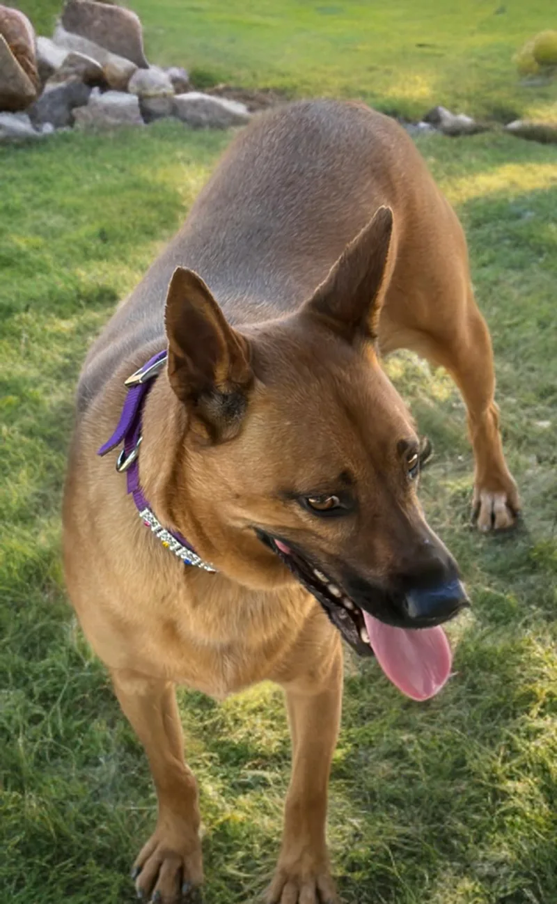 An adult medium-sized female Brown / Chocolate Cattle Dog dog named Halo for adoption in Kingman, AZ