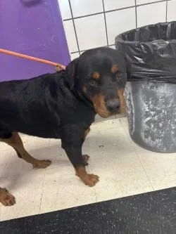 An adult large-sized male Black Rottweiler dog named Don for adoption in El Paso, TX