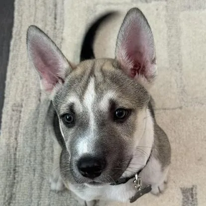 A baby medium-sized male Gray / Blue / Silver German Shepherd Dog dog named Mustard for adoption in Libertyville, IL