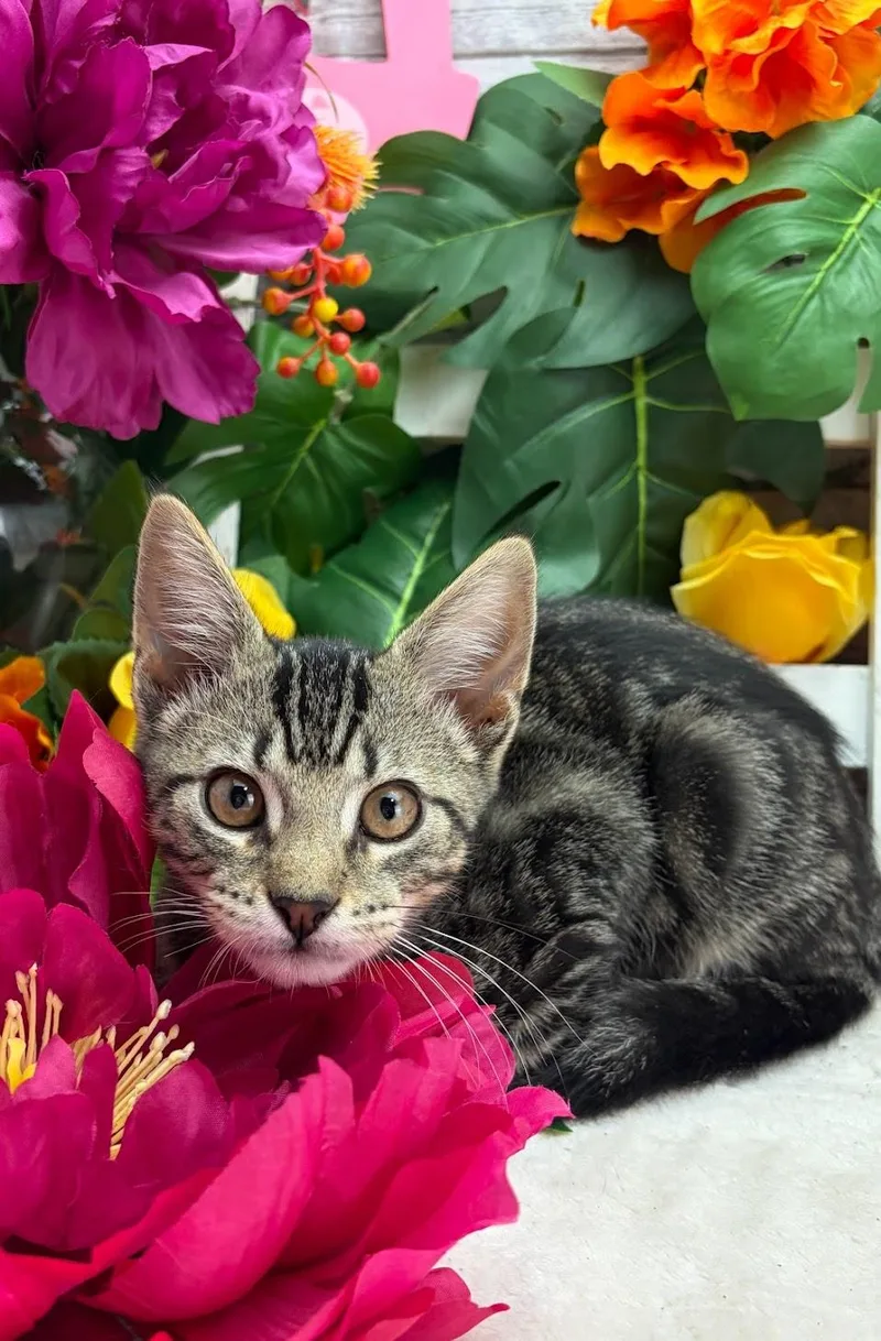 A baby small-sized male Tabby (Buff / Tan / Fawn) Domestic Short Hair cat named Bryson for adoption in Ocean Springs, MS