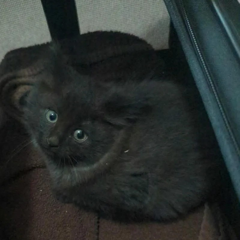 A baby medium-sized male Black Domestic Long Hair cat named Emerson for adoption in Beulaville, NC