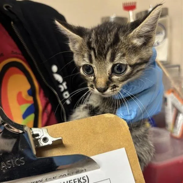A baby small-sized male Brown / Chocolate Domestic Short Hair cat named Carlisle for adoption in Tempe, AZ