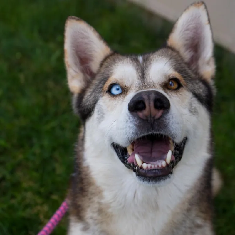 A senior medium-sized male Husky dog named Lucky for adoption in Pagosa Springs, CO
